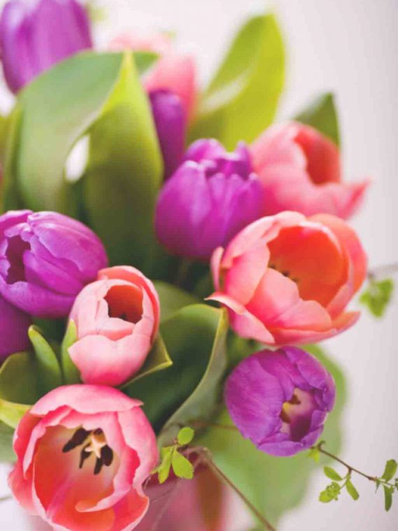 tulips tulips