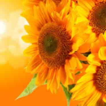 sunflower sunflower